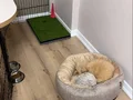 3 Aylık Eğitimli Poodle