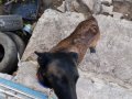 ️ En güzel dost, en saf sevgi