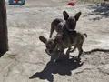 Yavrularımız keyfi yerinde Merle Renk