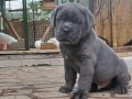 A KALİTE CANE CORSO