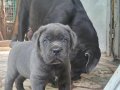 A KALİTE CANE CORSO