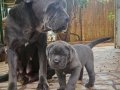 A KALİTE CANE CORSO