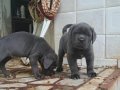 A KALİTE CANE CORSO
