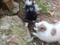 İstanbul pendik 