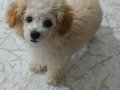 3 Aylık Maltipoo