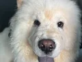 6 aylık chow chow tüm aşıları tamdır 