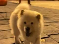 6 aylık chow chow tüm aşıları tamdır 