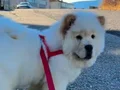 6 aylık chow chow tüm aşıları tamdır 