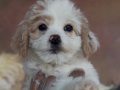 Maltipo yavruları ırk garantili 
