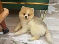 3.5 aylık ayı surat Boo