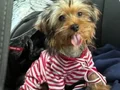 tuvalet eğitimli Yorkshire terrier 