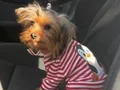 tuvalet eğitimli Yorkshire terrier 
