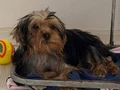 tuvalet eğitimli Yorkshire terrier 