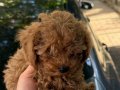 2 AYLIK IRK GARANTİLİ HİPOALERJİK ÇİPLİ KARNELİ PODDLE 
