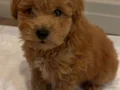 Maltipoo yavru köpek