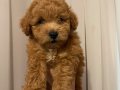 Maltipoo yavru köpek