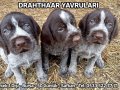 Asıl safkan drahthaar yavrular sahiplendirilecektir 