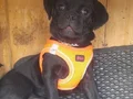 Yavru Pug