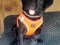 Yavru Pug