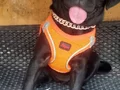 Yavru Pug
