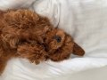 Kore Poodle 4 Aylık 