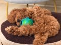 Kore Poodle 4 Aylık 