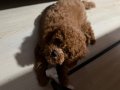 Kore Poodle 4 Aylık 