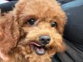 Kore Poodle 4 Aylık 