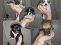 Ömürlük dost doğru ilan! 