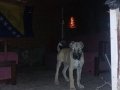Güzel soy harika kan hattı geleceğin dev adayları