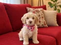 Maltipoo 2 aylık tuvalet eğtimi var 