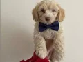 Maltipoo 2 aylık tuvalet eğtimi var 