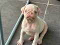 PUG ALBİNO 60 günlük