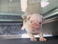 PUG ALBİNO 60 günlük