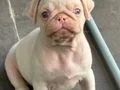 Tam 2 aylık pug albino 