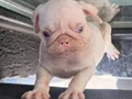 Tam 2 aylık pug albino 