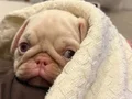 Tam 2 aylık pug albino 