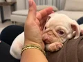Tam 2 aylık pug albino 