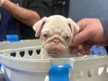 ALBİNO PUG 2 aylık 
