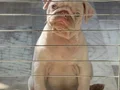 ALBİNO PUG 2 aylık 