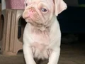 ALBİNO PUG 2 aylık 