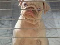 2 AYLIK ALBİNO PUG 