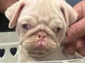 2 AYLIK ALBİNO PUG 