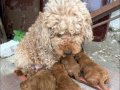 2 âdet dişi toy poodle sahiplendirilicektir 