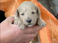 2 âdet dişi toy poodle sahiplendirilicektir 