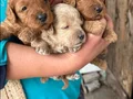 2 âdet dişi toy poodle sahiplendirilicektir 