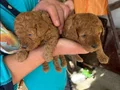 2 âdet dişi toy poodle sahiplendirilicektir 