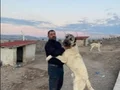 Has orjinal yavrular