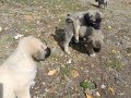 Hass Kangal Orjinal