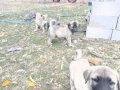 Hass Kangal Orjinal